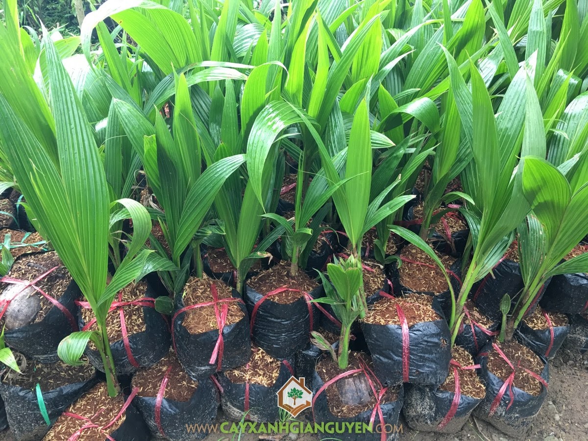 Dừa Xiêm Dây, Dừa Xiêm Dây Lùn, Giống Dừa Xiêm Dây, Vườn ươm Cây Xanh Gia Nguyễn, Chăm sóc Dừa Xiêm Dây