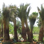 GIỚI THIỆU MỘT SỐ GIỐNG CÂY CHÀ LÀ