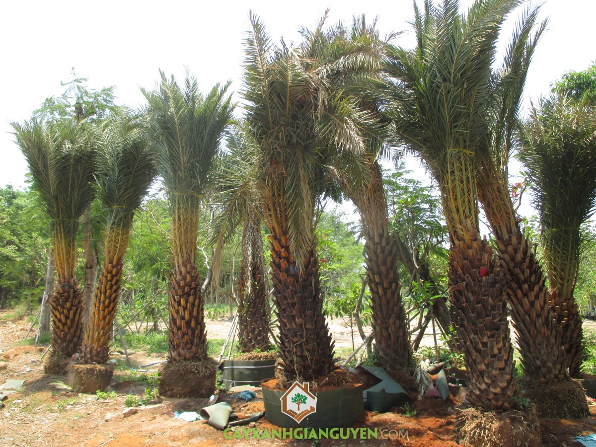 Giống Cây Chà Là, Giống Cây Chà Là Medjool, Giống Chà Là Rabbi, Quả Chà Là Zahi, Giống Chà Là