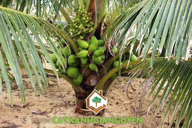 Dừa Xiêm Dây, Giống Dừa Xiêm Dây, Giống Dừa Lùn, Trái Dừa Xiêm Dây, Mô hình trồng Dừa Xiêm Dây