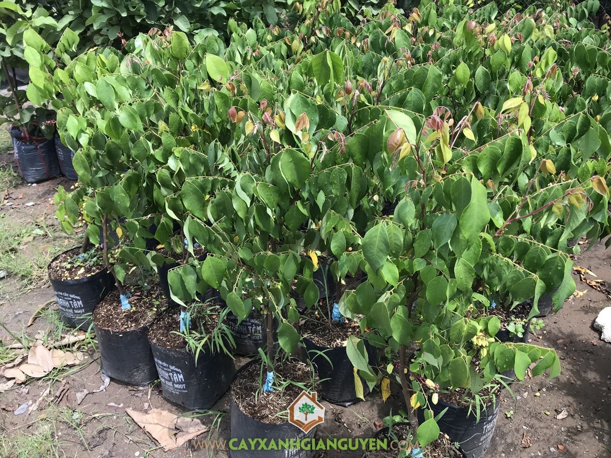 Cây Khế Ngọt, Kỹ thuật trồng Cây Khế Ngọt, Trồng Khế Ngọt, Khế Ngọt, Cây Bóng Mát