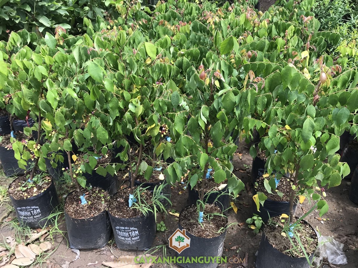 Cây Khế Ngọt, Kỹ thuật trồng Cây Khế Ngọt, Trồng Khế Ngọt, Khế Ngọt, Cây Bóng Mát