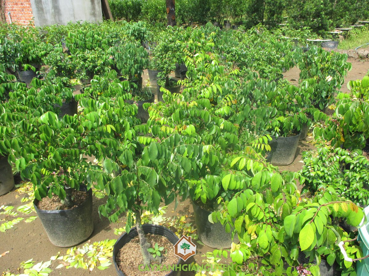 Khế Ngọt, Chậu Khế Ngọt, Trồng Cây Khế Ngọt trong chậu, Giống Khế Ngọt, Giống Khế Chua