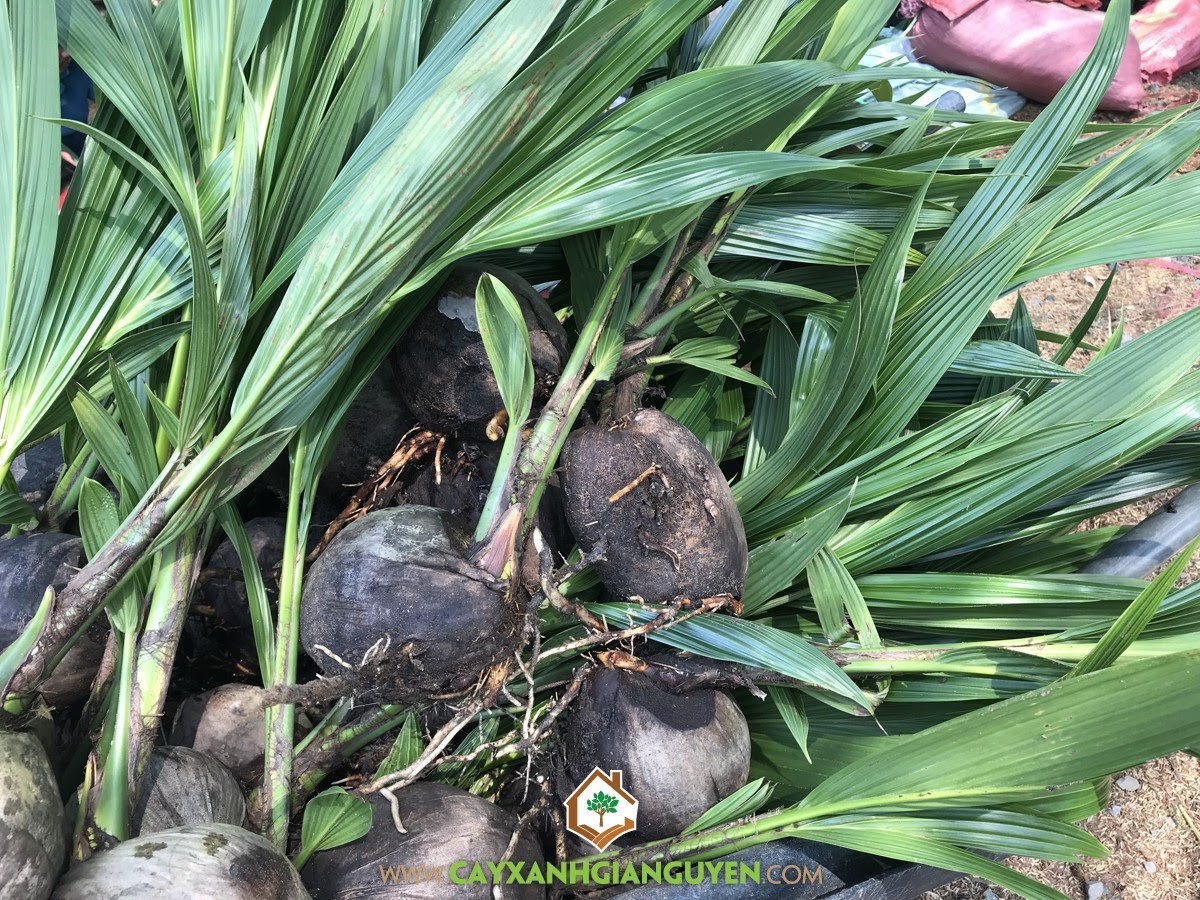 Dừa Xiêm Dây, Giống Dừa Xiêm Dây, Vườn Dừa Xiêm Dây, Trồng Cây Dừa Xiêm, Giống Dừa Lùn