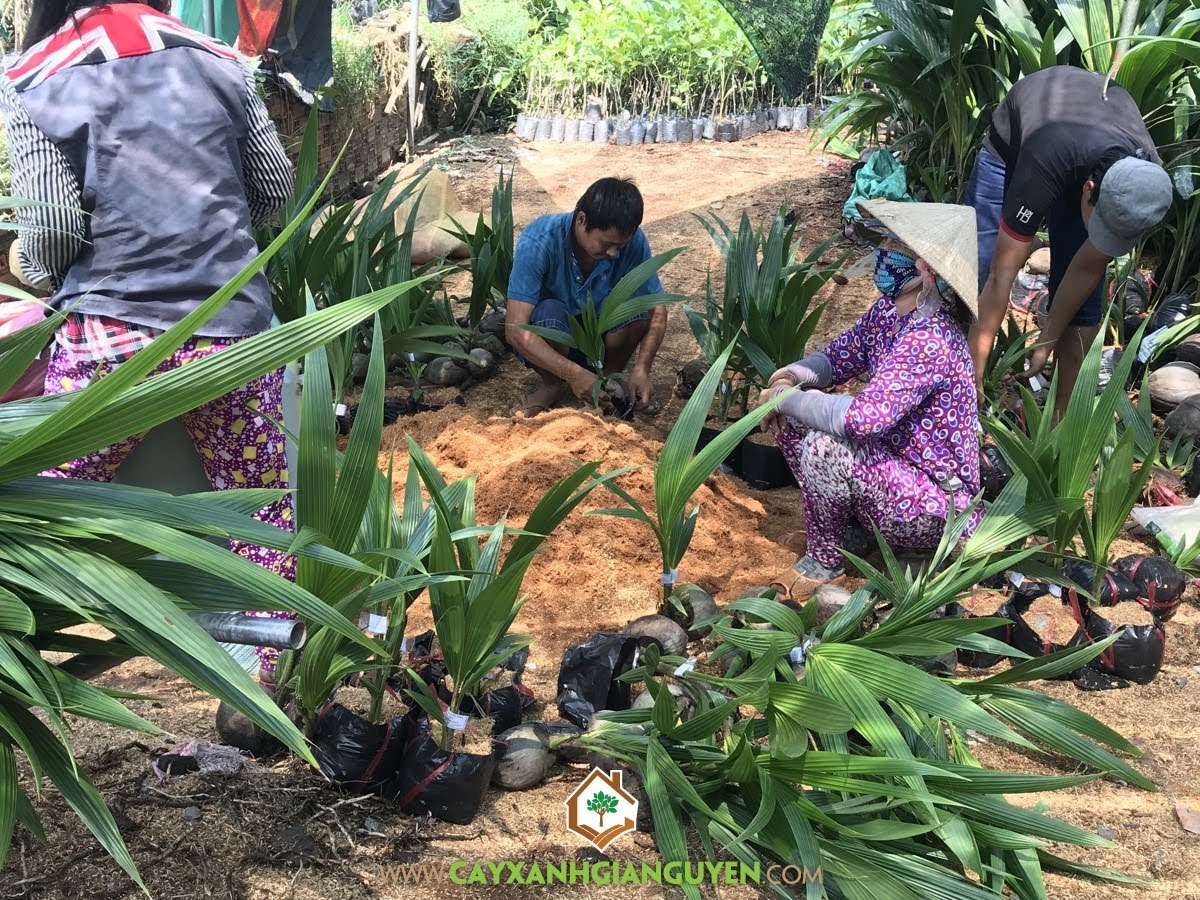 Dừa Xiêm Dây, Giống Dừa Xiêm Dây, Vườn Dừa Xiêm Dây, Trồng Cây Dừa Xiêm, Giống Dừa Lùn