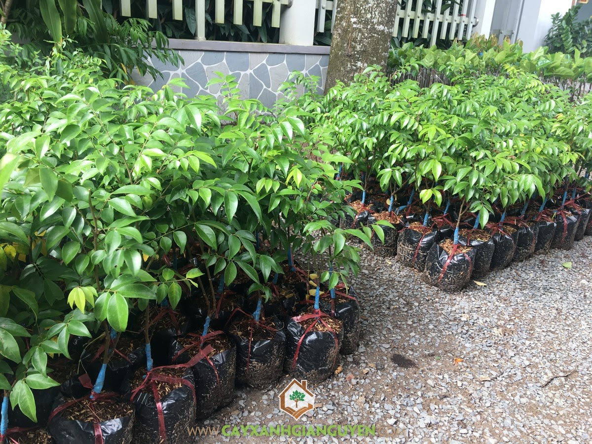 Cây Khế Chua, Mua Cây Giống Khế Chua, Vườn ươm cây giống, Khế Chua, Cây Khế