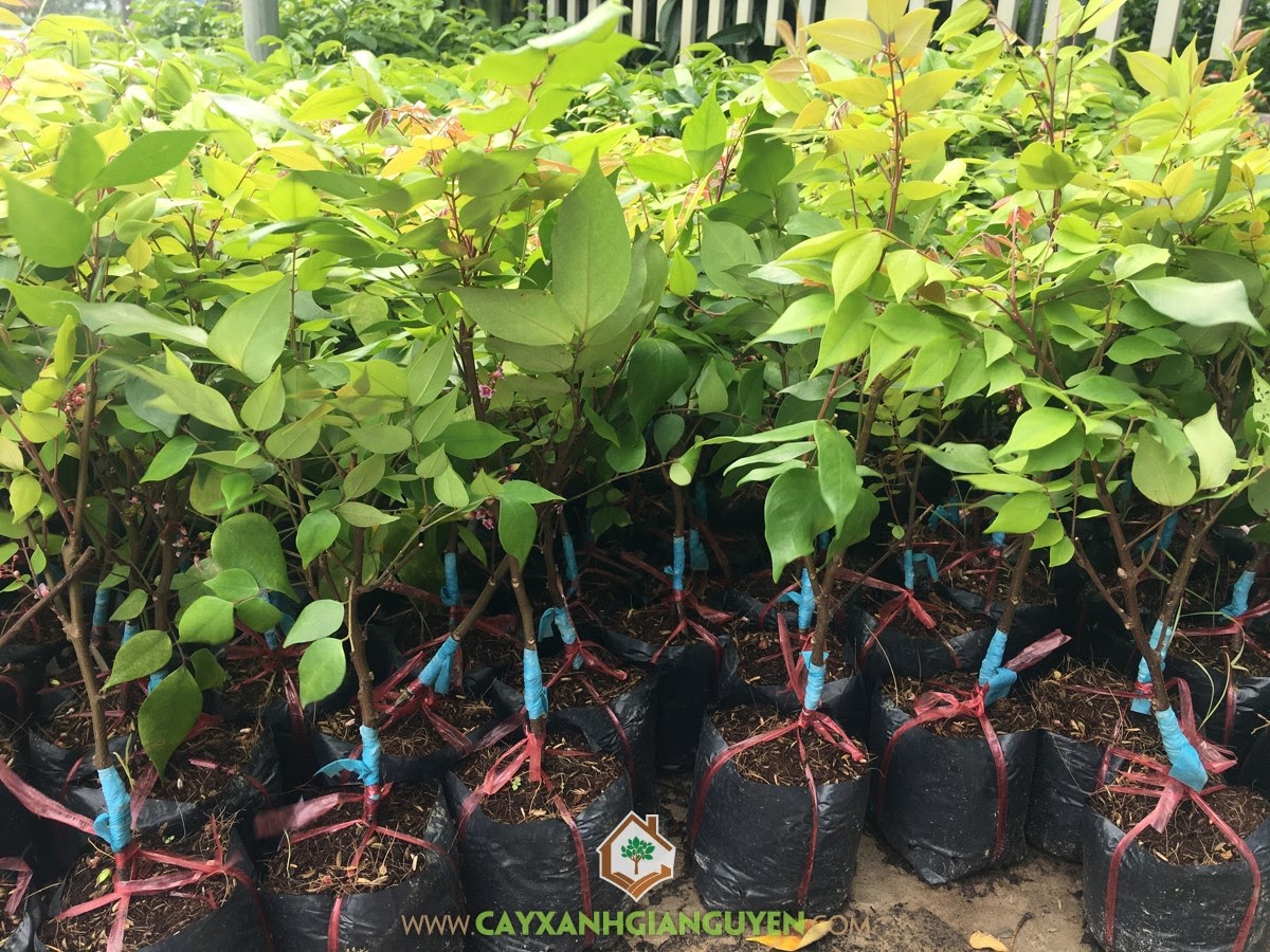 Khế Ngọt, Chậu Khế Ngọt, Trồng Cây Khế Ngọt trong chậu, Giống Khế Ngọt, Giống Khế Chua