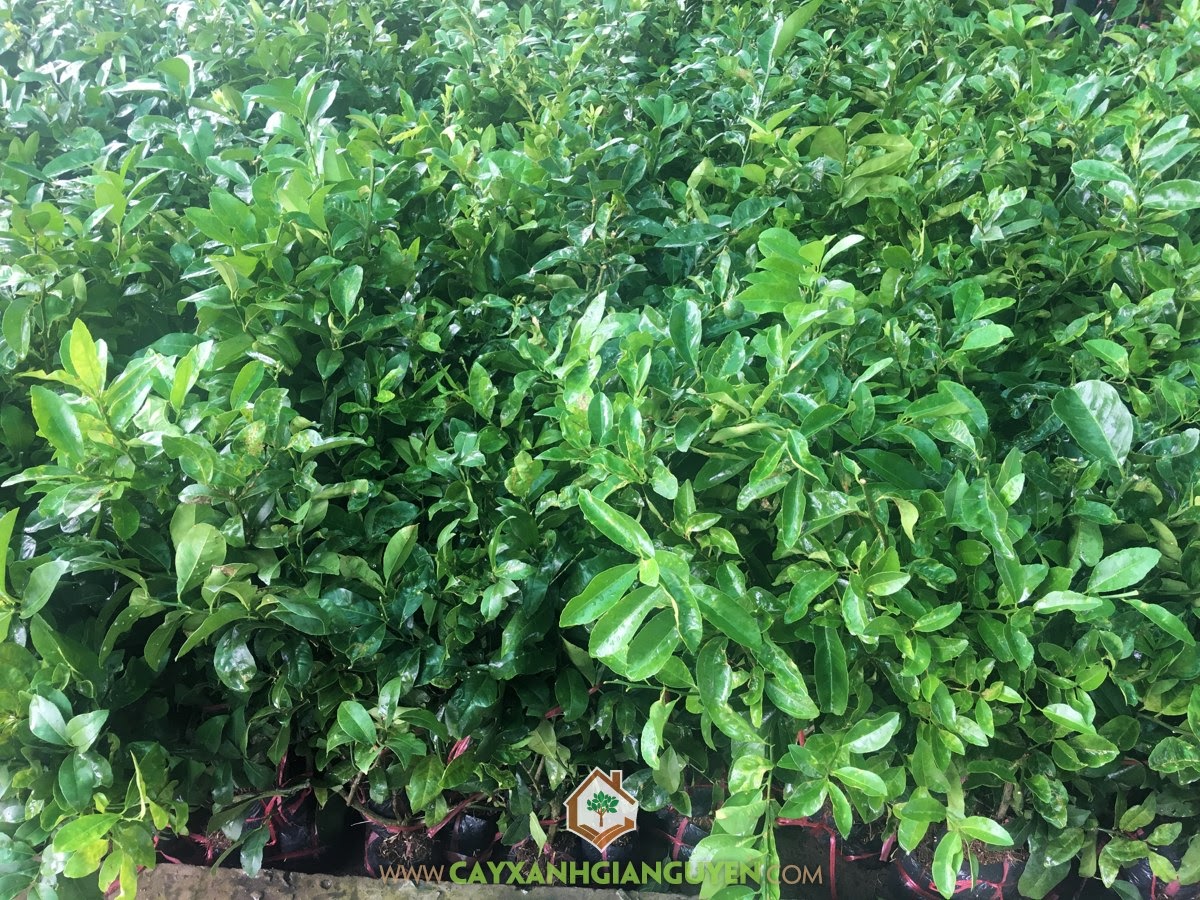 Chanh Bông Tím, Cây Chanh ít gai, Phân hữu cơ, Chanh sóc Chanh Bông Tím, Hướng dẫn chăm sóc Chanh Bông Tím