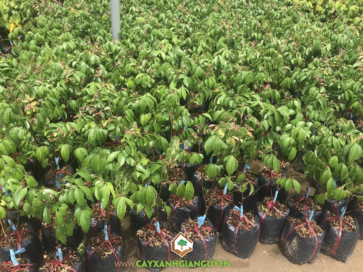 Cây khế Chua, Cây Khế, Cây Ăn Trái, Khế chua, Khế