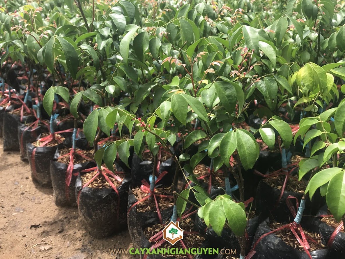 Cây Khế Chua, Mua Cây Giống Khế Chua, Vườn ươm cây giống, Khế Chua, Cây Khế