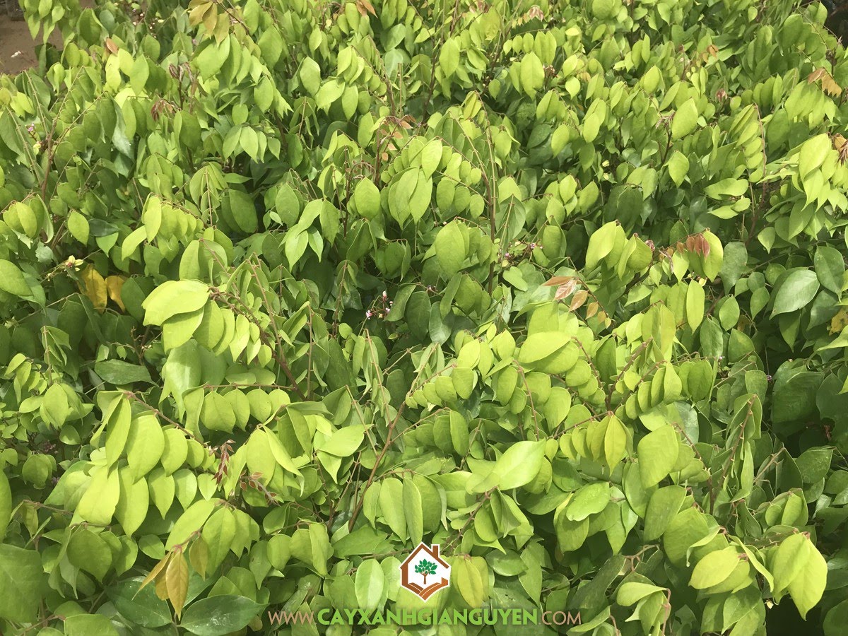 Khế Ngọt, Chậu Khế Ngọt, Trồng Cây Khế Ngọt trong chậu, Giống Khế Ngọt, Giống Khế Chua