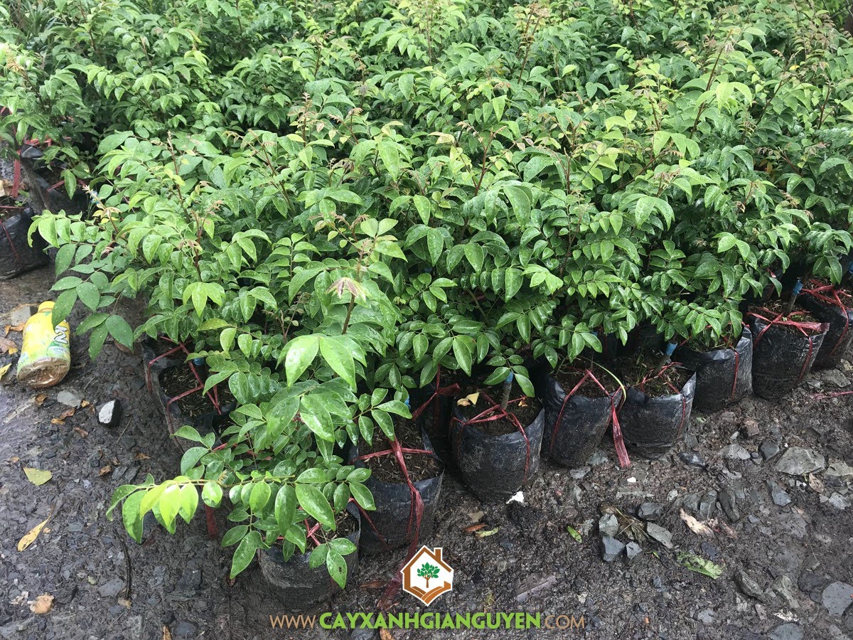 Cây Khế Chua, Mua Cây Giống Khế Chua, Vườn ươm cây giống, Khế Chua, Cây Khế