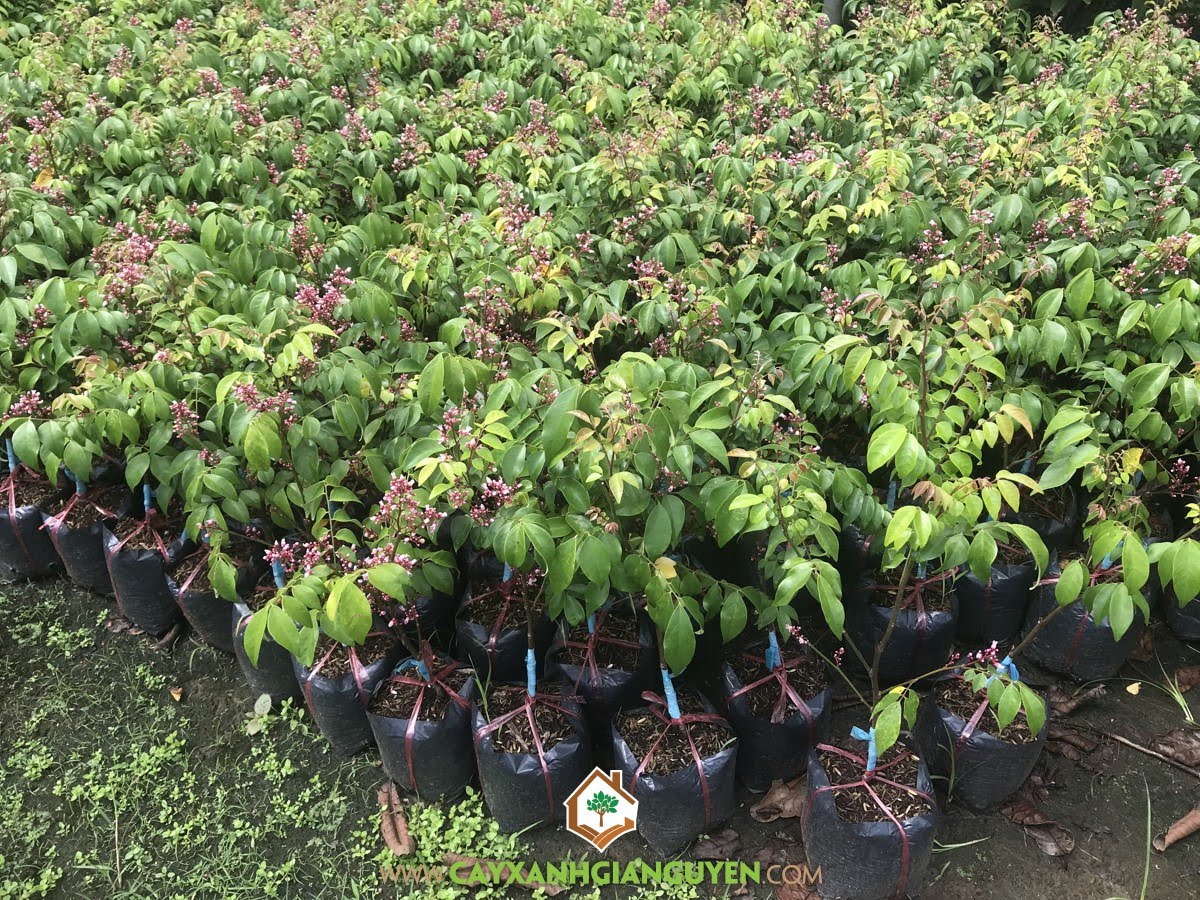 Cây khế Chua, Cây Khế, Cây Ăn Trái, Khế chua, Khế