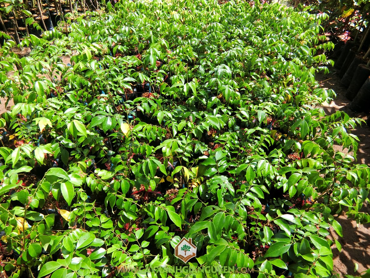 Cây Khế Chua, Khế Chua, Cây Ăn Trái, Cây Ăn Quả, Cây Cảnh