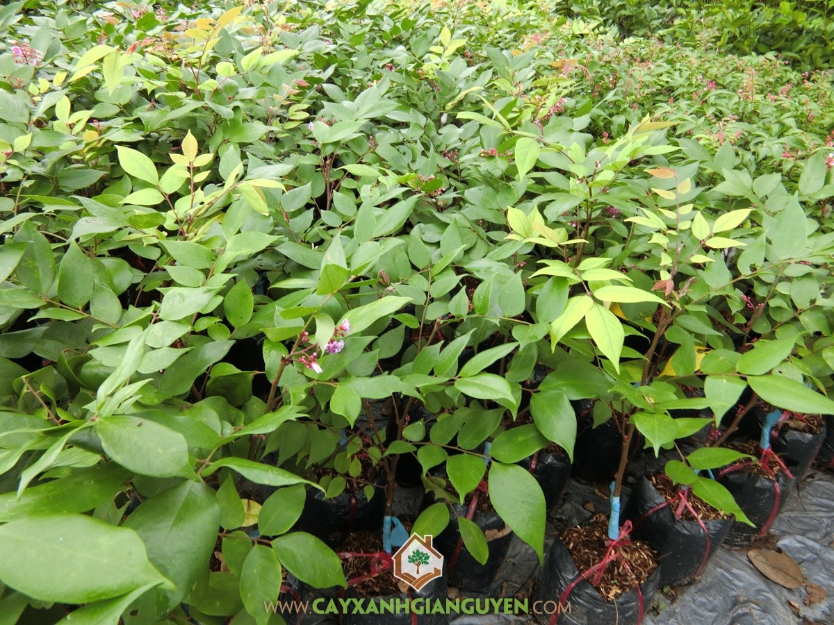 Cây Khế Ngọt, Kỹ thuật trồng Cây Khế Ngọt, Trồng Khế Ngọt, Khế Ngọt, Cây Bóng Mát