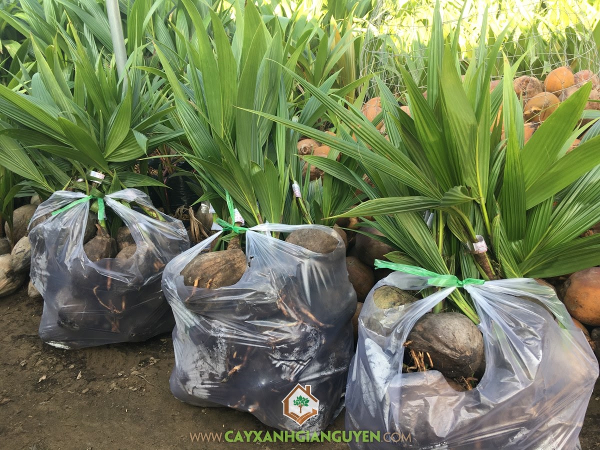 Dừa Xiêm Dây, Giống Dừa Xiêm Dây, Vườn Dừa Xiêm Dây, Trồng Cây Dừa Xiêm, Giống Dừa Lùn