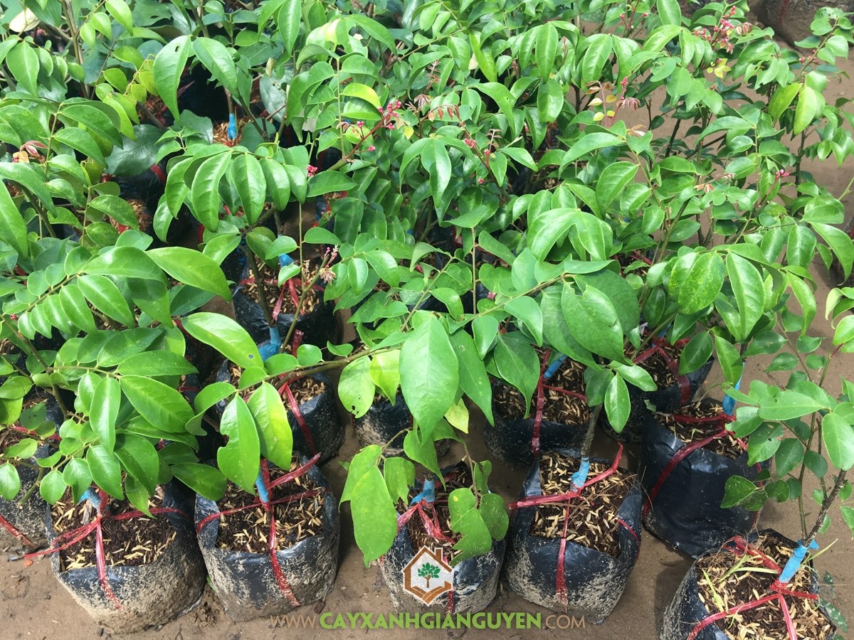 Cây Khế Chua, Khế Chua, Cây Ăn Trái, Cây Ăn Quả, Cây Cảnh