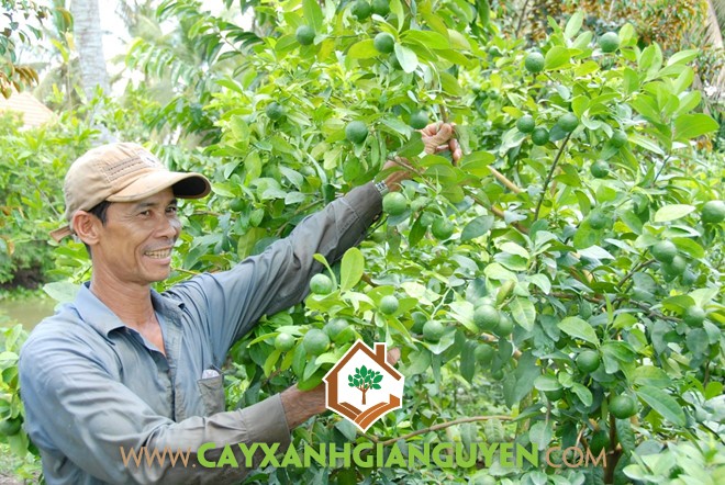 Chanh Bông Tím, Cây Chanh ít gai, Phân hữu cơ, Chanh sóc Chanh Bông Tím, Hướng dẫn chăm sóc Chanh Bông Tím