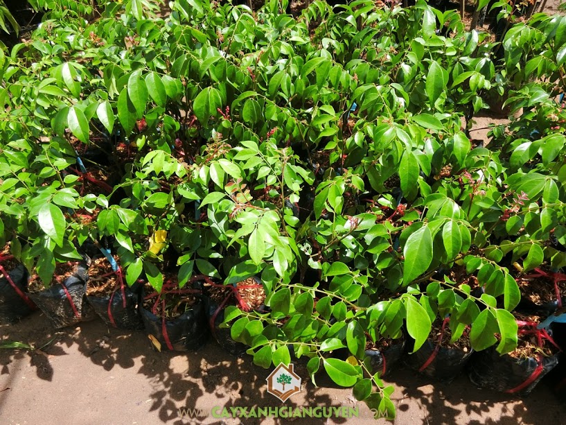 Cây Khế chua, Cây khế, Trồng cây khế chua, Cách chăm sóc cây khế chua, Cây ăn trái