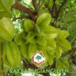 TRỒNG CÂY KHẾ CHUA LÀM CẢNH CÓ KHÓ KHÔNG?