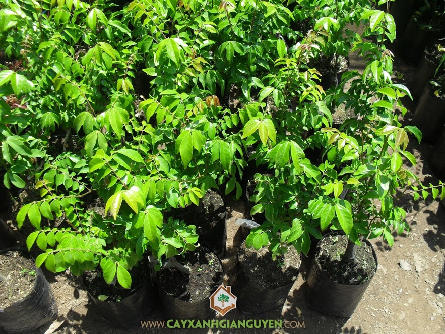 Cây khế Chua, Cây Khế, Cây Ăn Trái, Khế chua, Khế