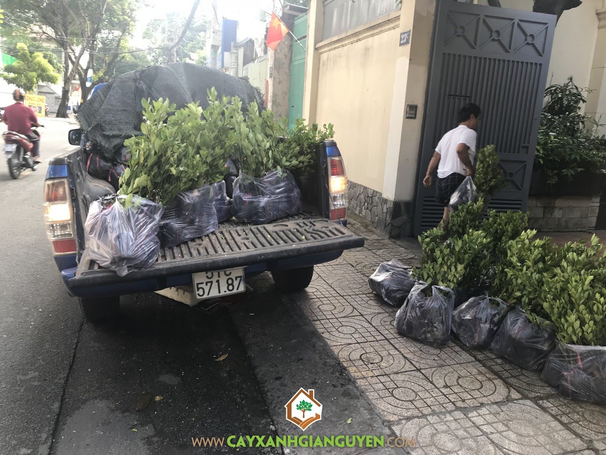 Cây Tắc, Cây Xanh Gia Nguyễn, Tắc Giống, Cây Quất, Tắc