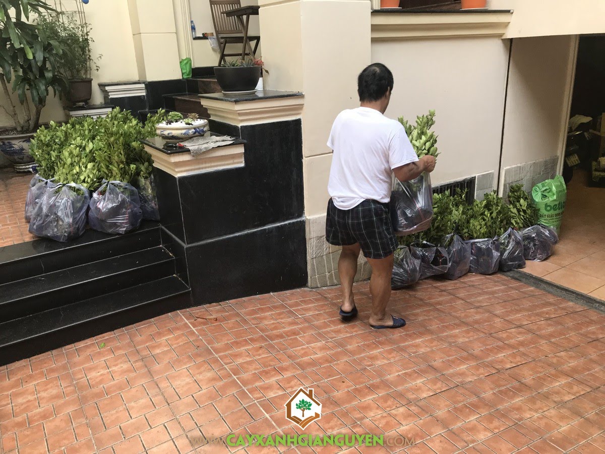 Cây Tắc, Cây Xanh Gia Nguyễn, Tắc Giống, Cây Quất, Tắc
