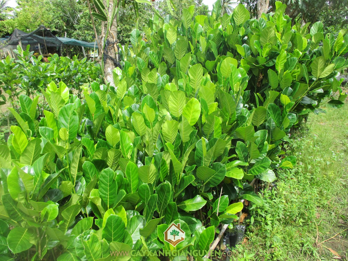 Mít Thái Lá Bàng, Cây Mít Thái Lá Bàng, Biện pháp phòng sâu bệnh, Giống Mít, Mít Thái