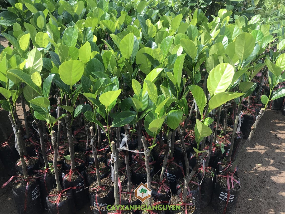 Cây Giống Mít Ruột Đỏ, Giống Mít Ruột Đỏ, Mít Ruột Đỏ, Vườn ươm Cây Xanh Gia Nguyễn, Cây Giống