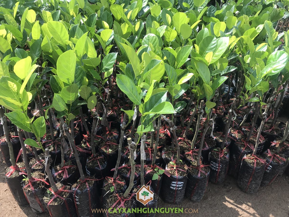 Cây Giống Mít Ruột Đỏ, Giống Mít Ruột Đỏ, Mít Ruột Đỏ, Vườn ươm Cây Xanh Gia Nguyễn, Cây Giống