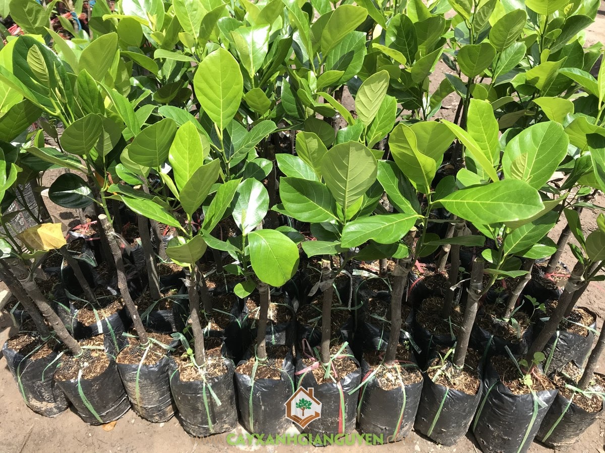 Cây Giống Mít Ruột Đỏ, Giống Mít Ruột Đỏ, Mít Ruột Đỏ, Vườn ươm Cây Xanh Gia Nguyễn, Cây Giống