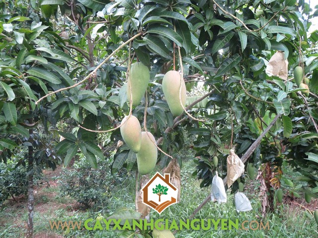Xoài Đài Loan, Vườn Xoài, Biện pháp phòng trừ sâu bệnh, Vườn Xoài Đài Loan, Cây Ăn Trái