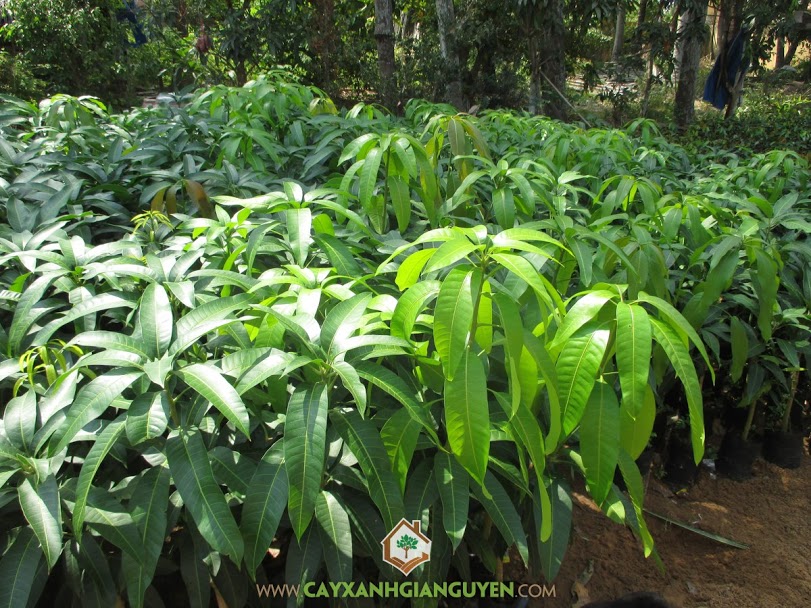 Xoài Đài Loan, Trồng Xoài Đài Loan, Cây Xoài Đài Loan, Giống Xoài Đài Loan, Giống Cây Trồng