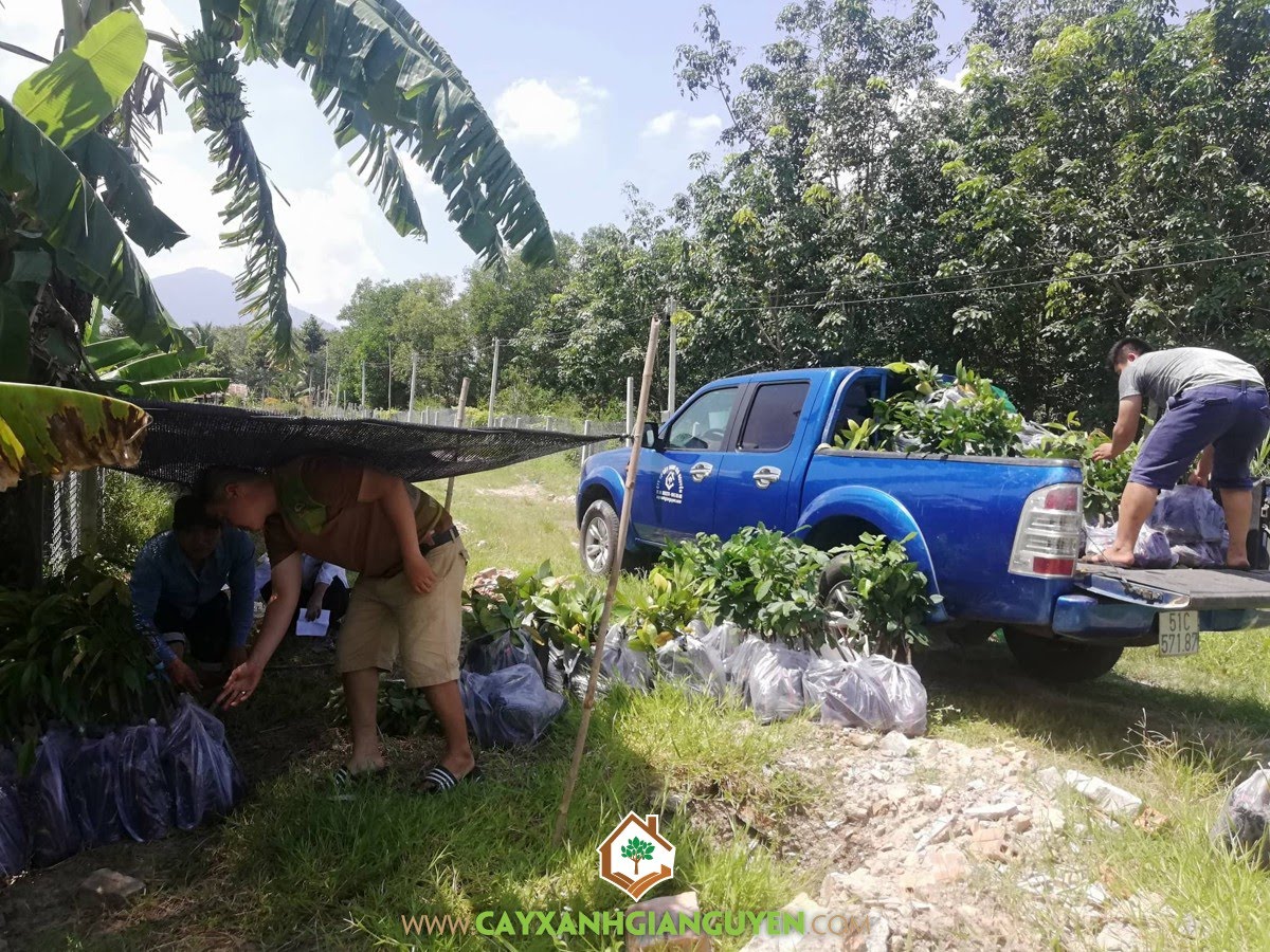 Cây Măng Cụt, Cây Chôm Chôm Thái, Cây Sầu Riêng Thái, Cây Bưởi Da Xanh, Cây Ăn Trái