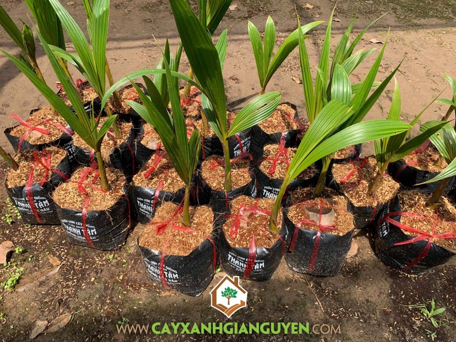 Trồng Dừa Dâu, Giống Dừa Dâu, Dừa Dâu, Trái Dừa Dâu, Cây Dừa Dâu