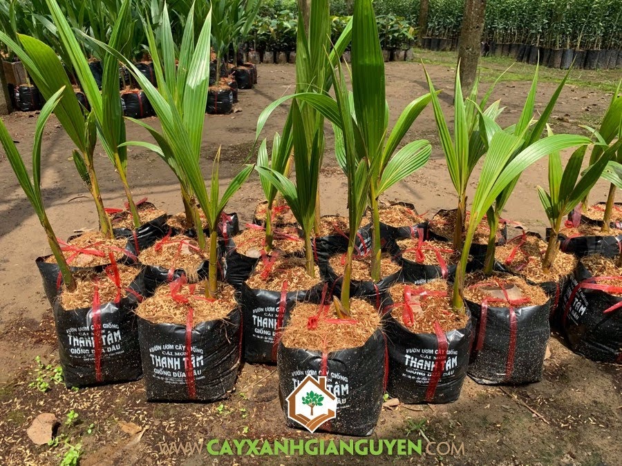 Trồng Dừa Dâu, Giống Dừa Dâu, Dừa Dâu, Trái Dừa Dâu, Cây Dừa Dâu