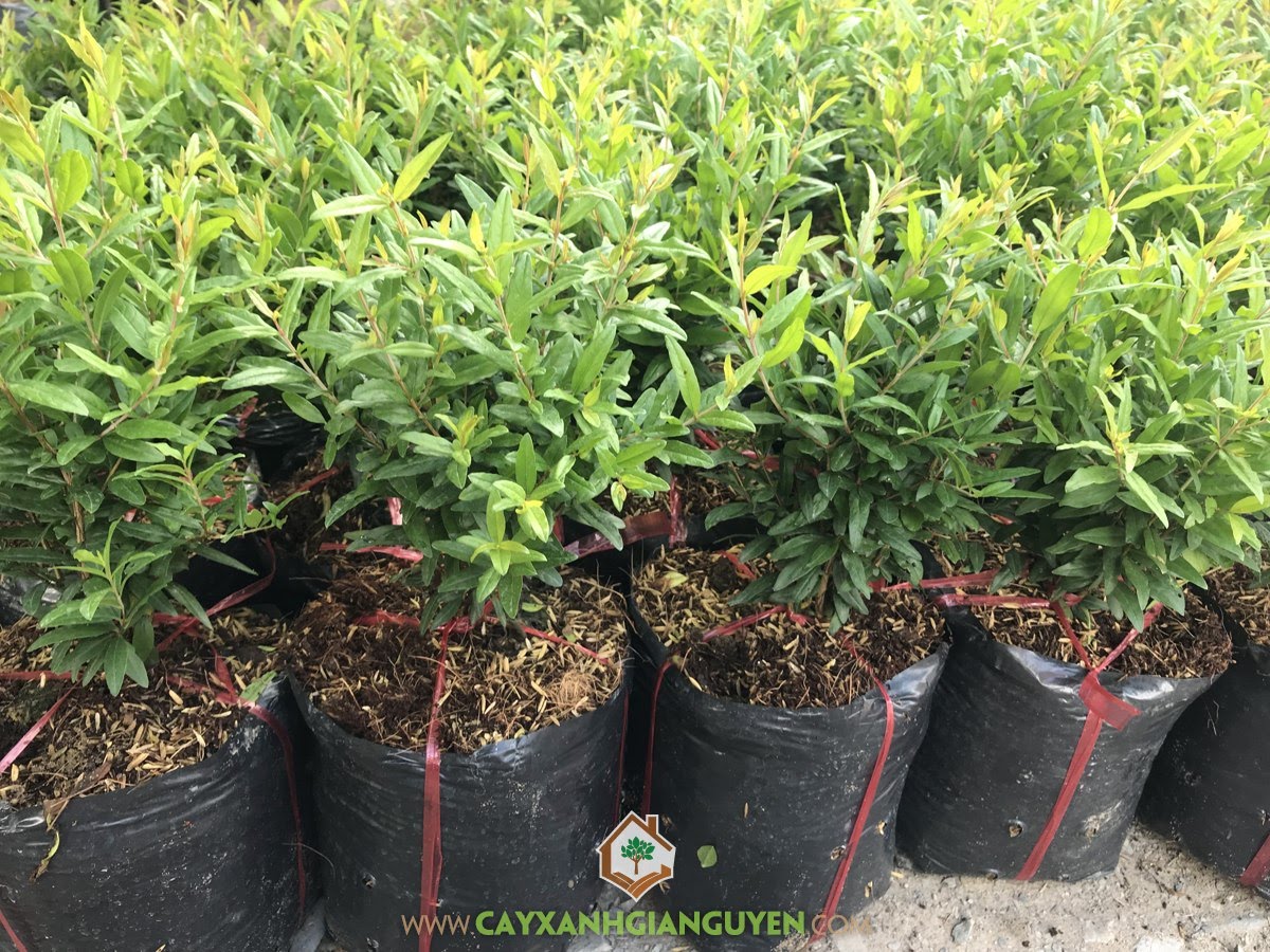 Cây Lựu, Cây Lựu Giống, Giống Cây Lựu, Cây Ăn Trái, Cây Giống Lựu