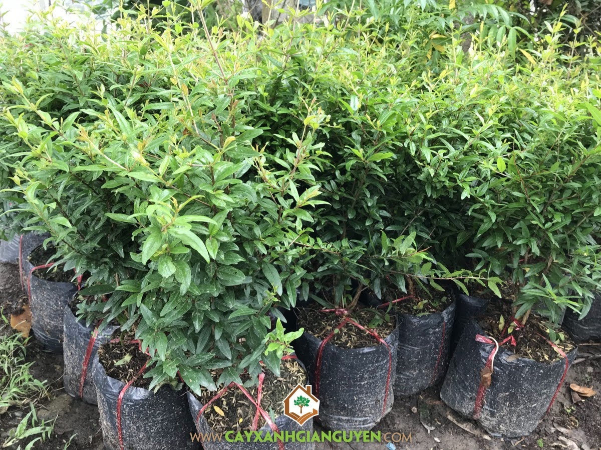 Chăm sóc Cây Lựu ăn quả, Kỹ thuật chăm sóc Cây Lựu ăn quả, Cây Lựu, Giống Lựu ăn quả, Cây Lựu Giống