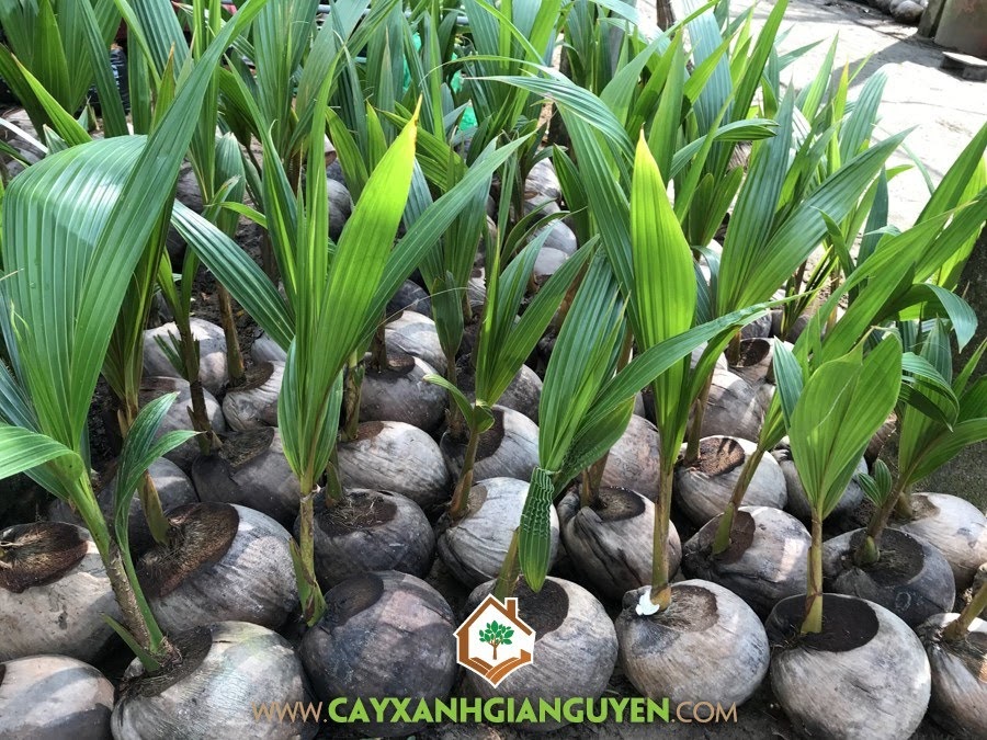 Cây Dừa Dâu, Dừa Dâu, Trồng Dừa Dâu, Sâu bệnh hại Cây Dừa Dâu, Cây Ăn Trái