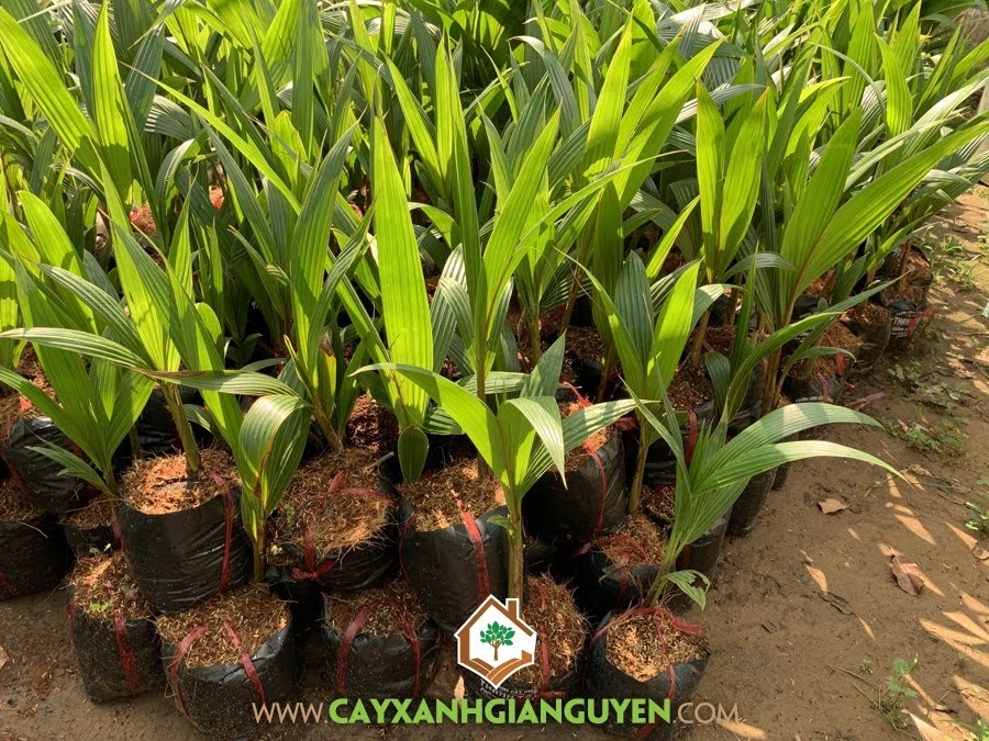 Cây Dừa Dâu, Dừa Dâu, Giống Dừa Dâu, Trái Dừa Dâu, Cây Ăn Trái