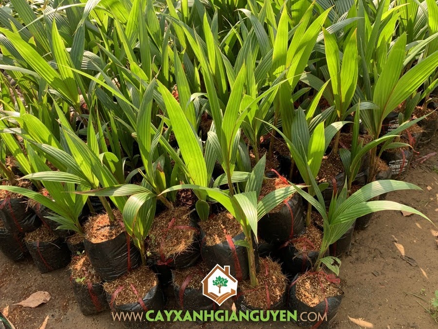 Cây Dừa Dâu, Dừa Dâu, Giống Dừa Dâu, Trái Dừa Dâu, Cây Ăn Trái