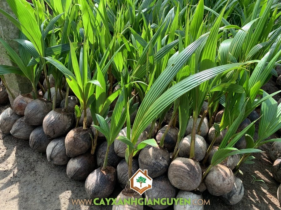 Dừa Dâu, Giống Dừa Lai, Giống Dừa Lùn, Mô hình trồng Dừa Dâu, Giống Dừa Dâu