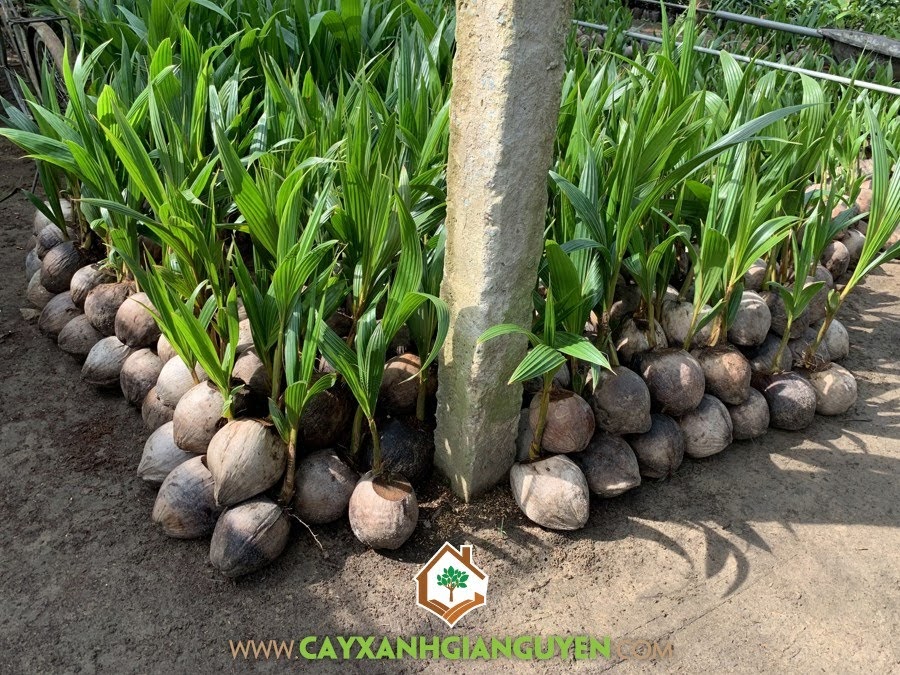 Dừa Dâu, Giống Dừa Lai, Giống Dừa Lùn, Mô hình trồng Dừa Dâu, Giống Dừa Dâu