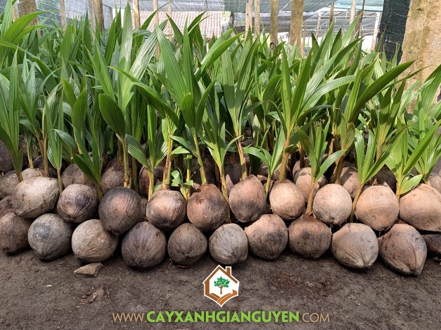 Cây Dừa Dâu, Dừa Dâu, Trồng Dừa Dâu, Sâu bệnh hại Cây Dừa Dâu, Cây Ăn Trái