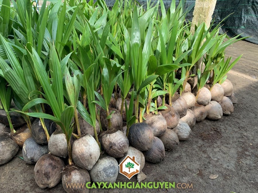 Cây Dừa Dâu, Dừa Dâu, Trồng Dừa Dâu, Sâu bệnh hại Cây Dừa Dâu, Cây Ăn Trái