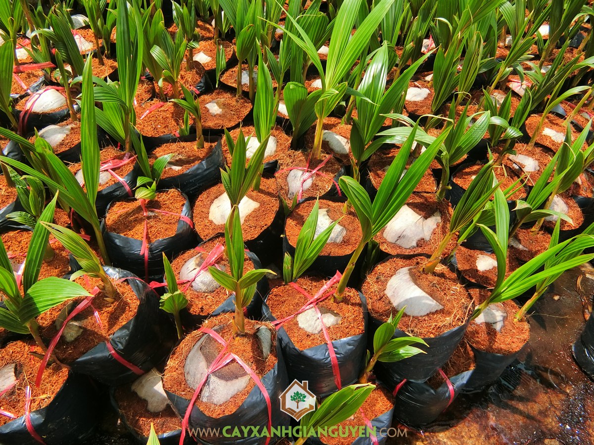 Cây Dừa Dâu, Dừa Dâu, Giống Dừa Dâu, Trái Dừa Dâu, Cây Ăn Trái