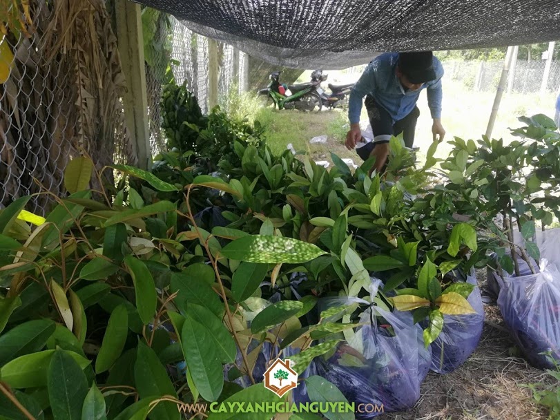 Cây Măng Cụt, Cây Chôm Chôm Thái, Cây Sầu Riêng Thái, Cây Bưởi Da Xanh, Cây Ăn Trái