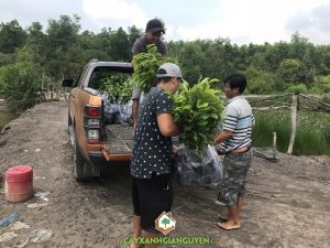 Cây mãng cầu xiêm thái, Vườn ươm Gia Nguyễn, Chăm sóc cây mãng cầu xiêm thái, Quả mãng cầu xiêm thái, Giống mãng cầu xiêm thái, Trồng cây ăn trái