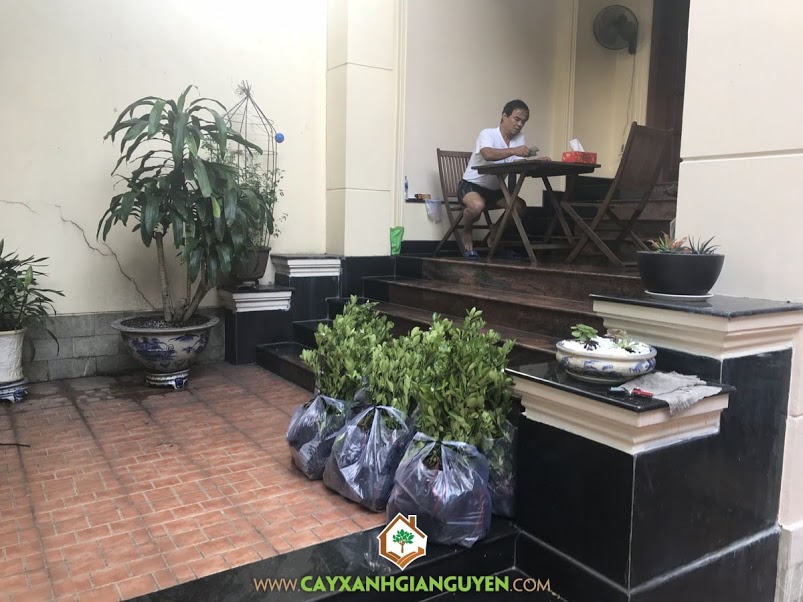 Cây Tắc, Cây Xanh Gia Nguyễn, Tắc Giống, Cây Quất, Tắc