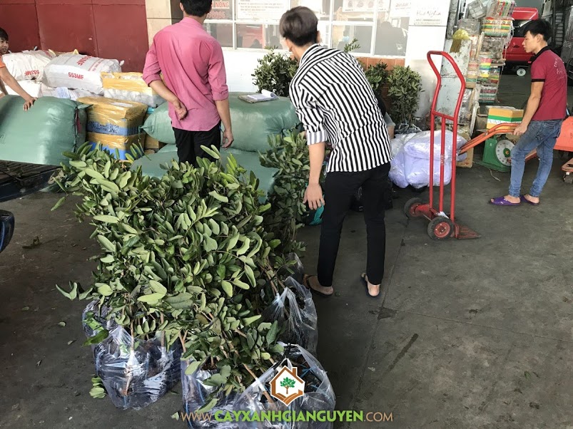 Cây Nhãn Xuồng Cơm Vàng, Giống Nhãn Xuồng, Nhãn Xuồng Cơm Vàng, Cây Nhãn Xuồng, Trồng Cây Nhãn Xuồng Cơm Vàng